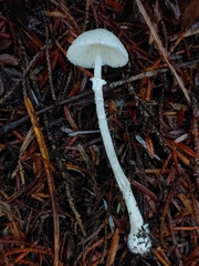 Lepiota sequoiarum