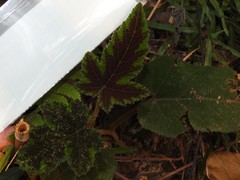 Rubus reflexus