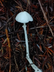 Lepiota sequoiarum