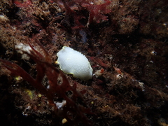 Cadlina