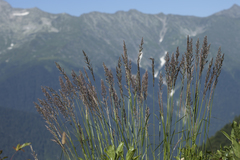 Calamagrostis caucasica