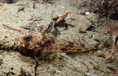 Spotfin Sculpin photo 2