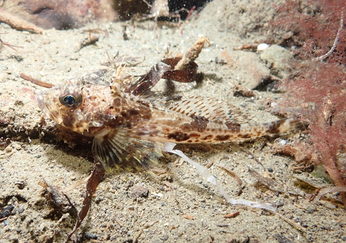 Lesser filamented sculpin (Icelinus tenuis) — Cottidae — 4