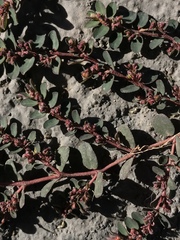Euphorbia prostrata