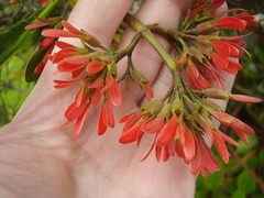 Alberta magna