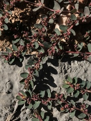 Euphorbia prostrata