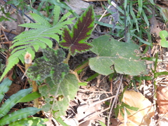 Rubus reflexus