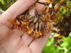 Alberta magna