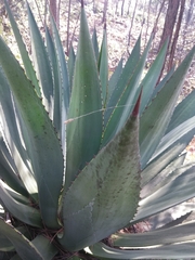 Agave inaequidens