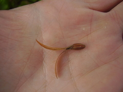 Alberta magna