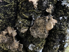 Lobaria anomala