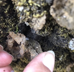 Lobaria anomala