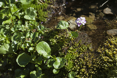 Cardamine raphanifolia acris