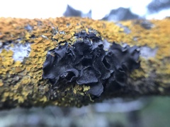 Leptochidium albociliatum