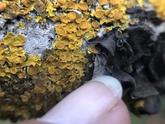 Leptochidium albociliatum