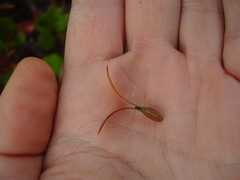 Alberta magna