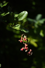 Pithecellobium keyense