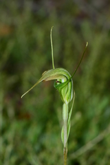 Pterostylis decurva