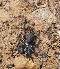 Porrhothele antipodiana