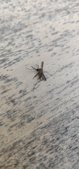 Aedes notoscriptus
