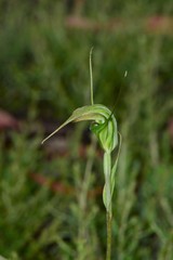 Pterostylis decurva