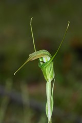 Pterostylis decurva
