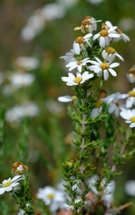 Eumorphia sericea robustior