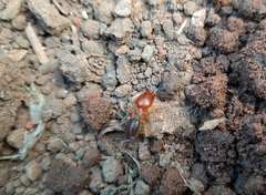 Syntermes molestus