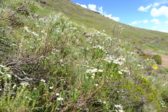 Eumorphia sericea robustior