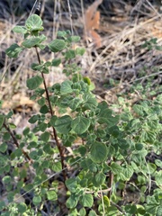Clinopodium chandleri