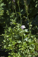 Cardamine raphanifolia acris