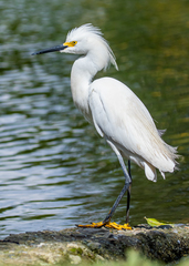 Egretta thula