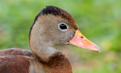 Dendrocygna autumnalis