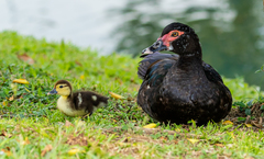 Cairina moschata domestica