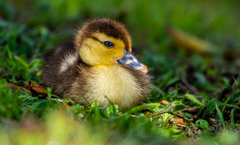 Cairina moschata domestica