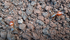 Syntermes molestus