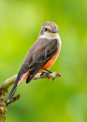 Pyrocephalus rubinus