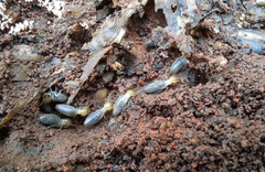 Syntermes molestus