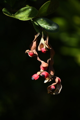 Pithecellobium keyense