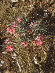 Adenium oleifolium