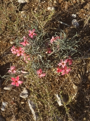 Adenium oleifolium