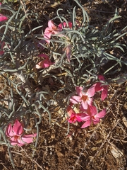 Adenium oleifolium
