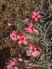 Adenium oleifolium