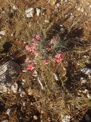 Adenium oleifolium