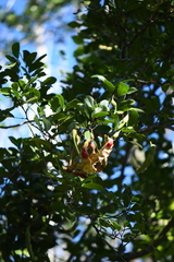 Pithecellobium keyense