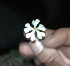 Zaluzianskya microsiphon