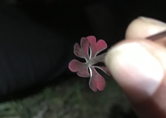 Zaluzianskya microsiphon