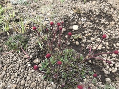 Zaluzianskya microsiphon