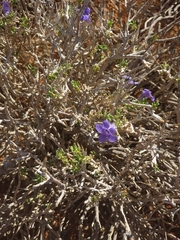Aptosimum albomarginatum