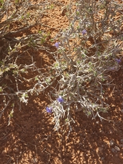 Aptosimum albomarginatum